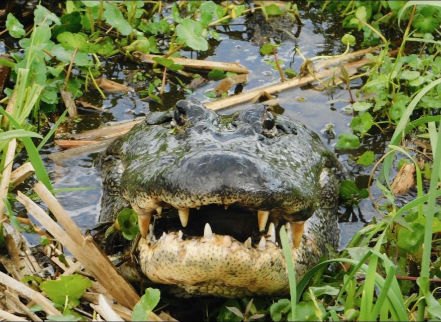 New Orleans: 10 Passenger Airboat Swamp Tour - Key Points