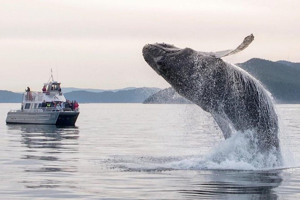 Orcas Island: Whale Watching Guided Boat Tour - Key Points