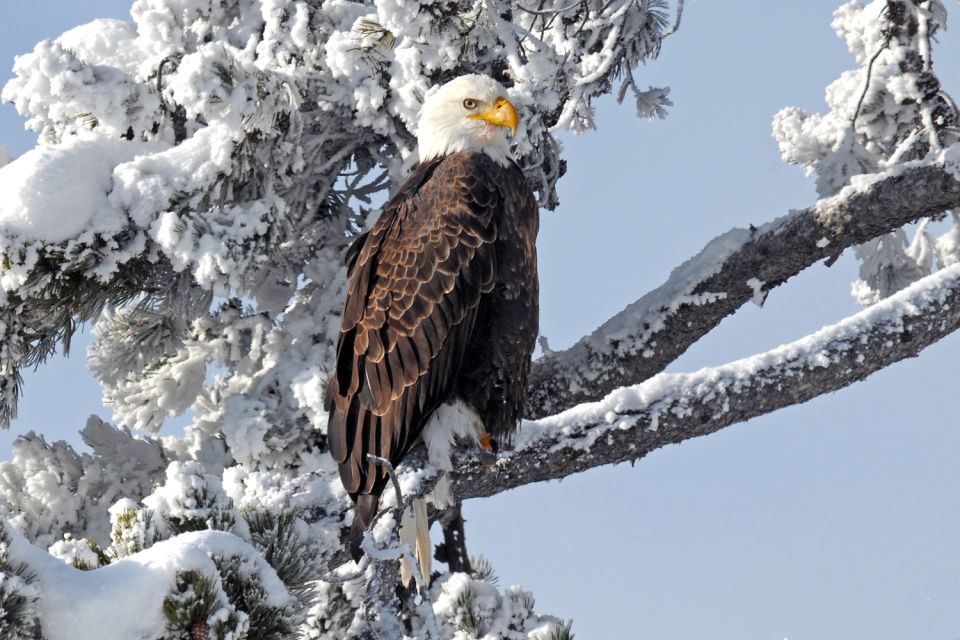 Yellowstone National Park: Self-Driving Audio Guided Tour