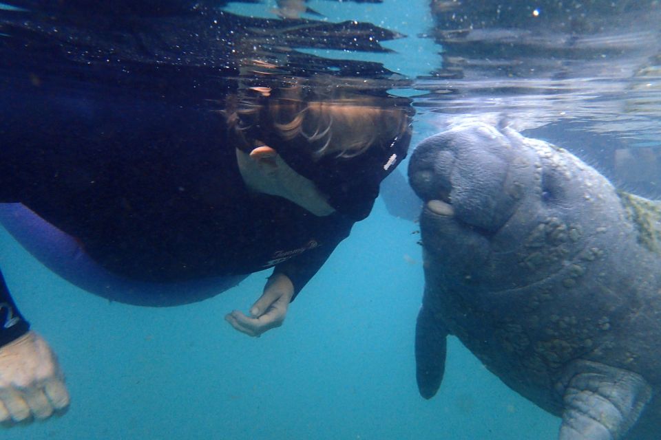 Crystal River: VIP Manatee Swim W/ In-Water Photographer