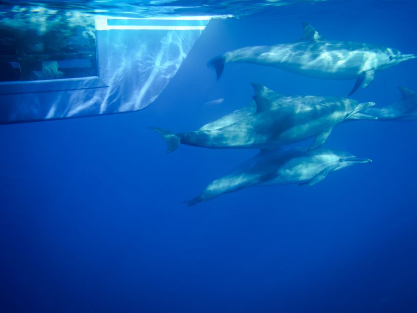 Dana Point Dolphin & Whale Watching With Underwater Viewing