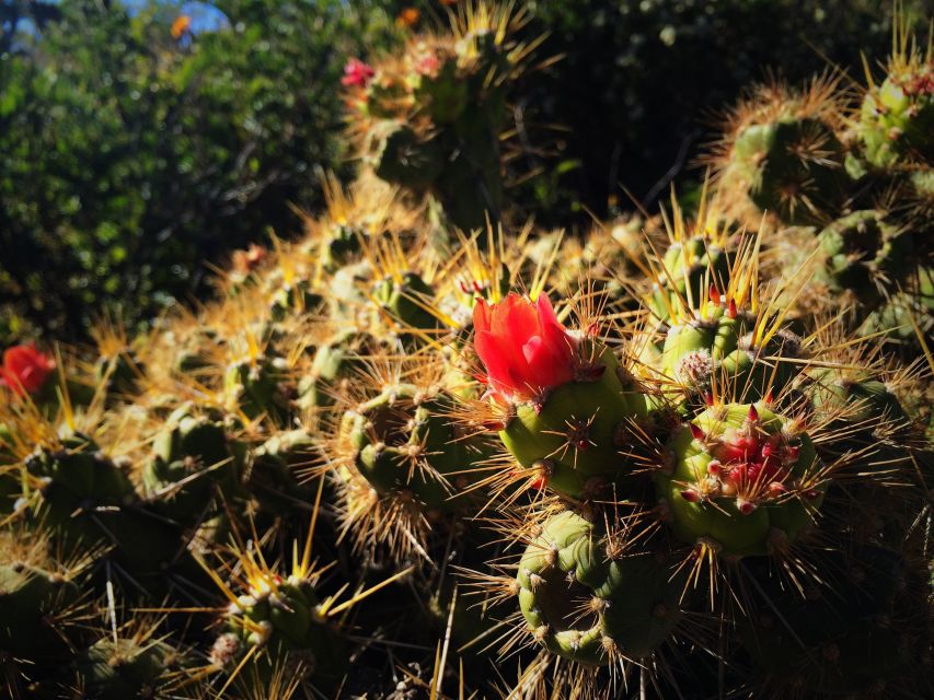 From Arequipa: 3-Day Colca Canyon Trek - Tour Details