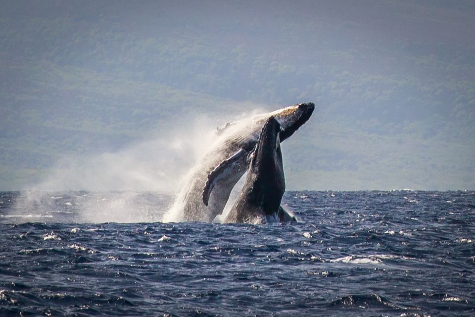 Kaanapali: Whale Watching Cruise With Open Bar - Tour Details