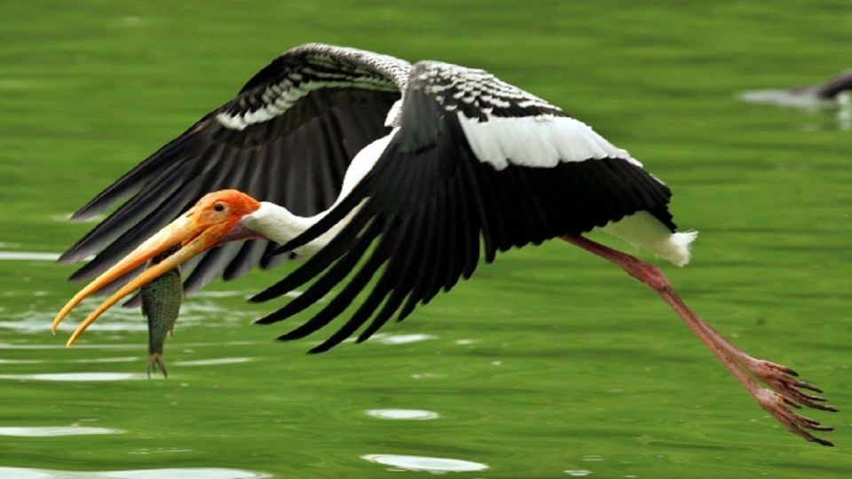 Keoladeo Bird Park Tour With One Way Transfer Jaipur to Agra - Tour Details