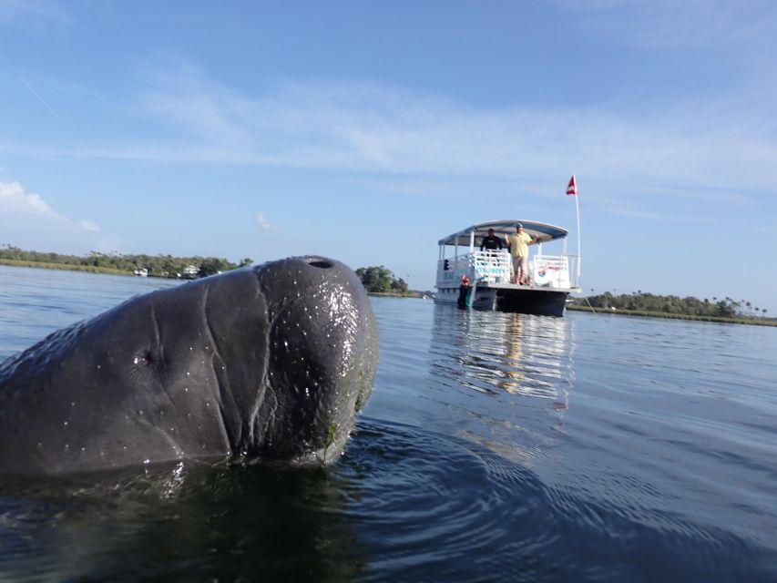 Crystal River: VIP Manatee Swim W/ In-Water Photographer - Customer Reviews