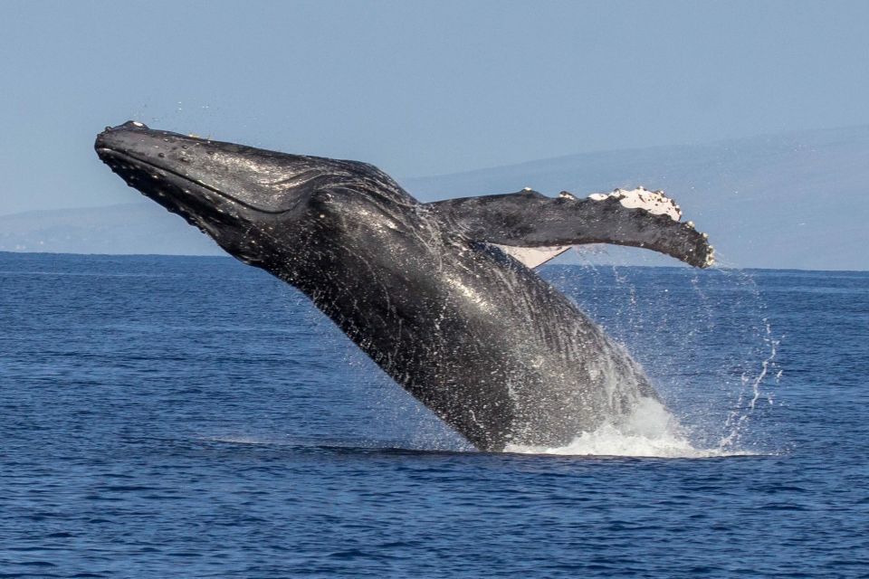 Kaanapali: Whale Watching Cruise With Open Bar - Directions