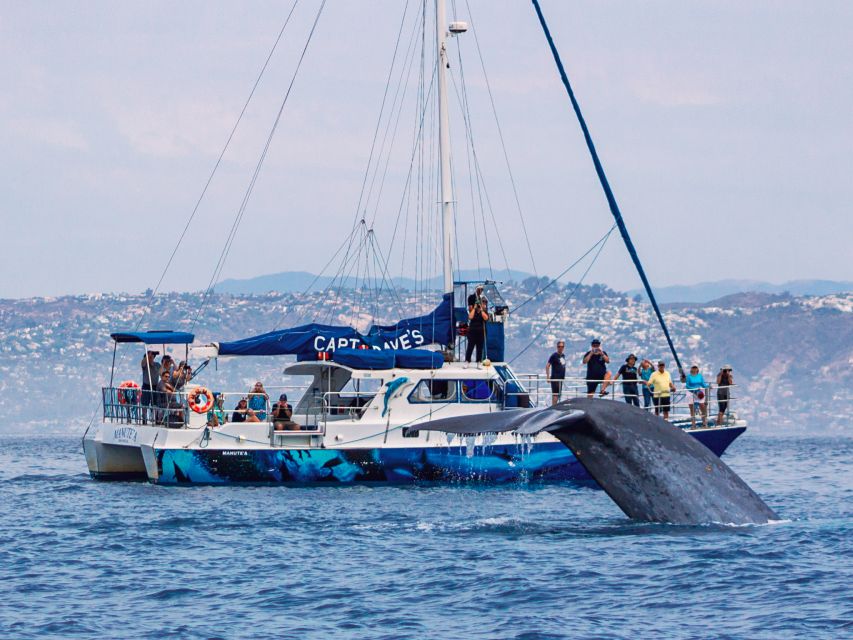 Dana Point Dolphin & Whale Watching With Underwater Viewing - Inclusions