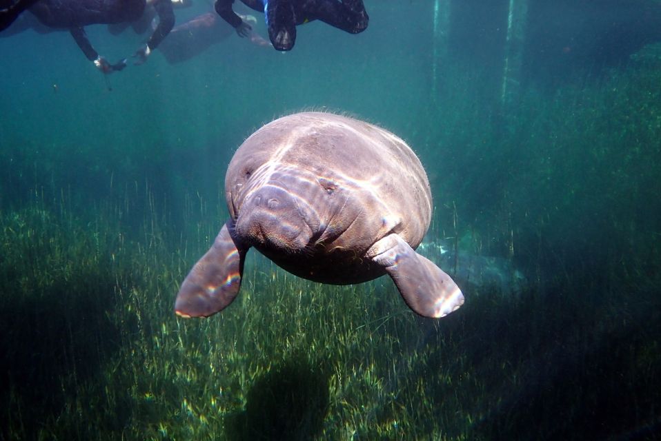 Crystal River: VIP Manatee Swim W/ In-Water Photographer - Participant Information