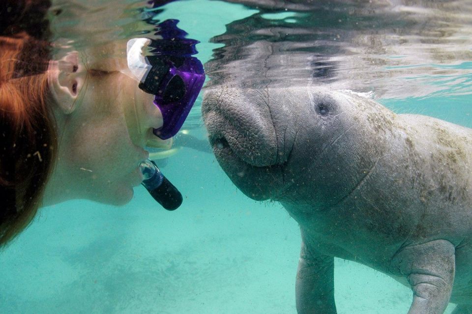 Crystal River: VIP Manatee Swim W/ In-Water Photographer - Meeting Point