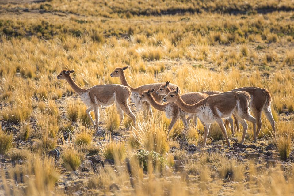 From Arequipa: 3-Day Colca Canyon Trek - Customer Reviews