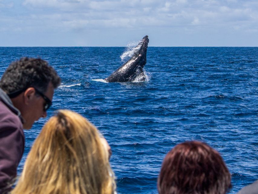 Dana Point Dolphin & Whale Watching With Underwater Viewing - Sum Up