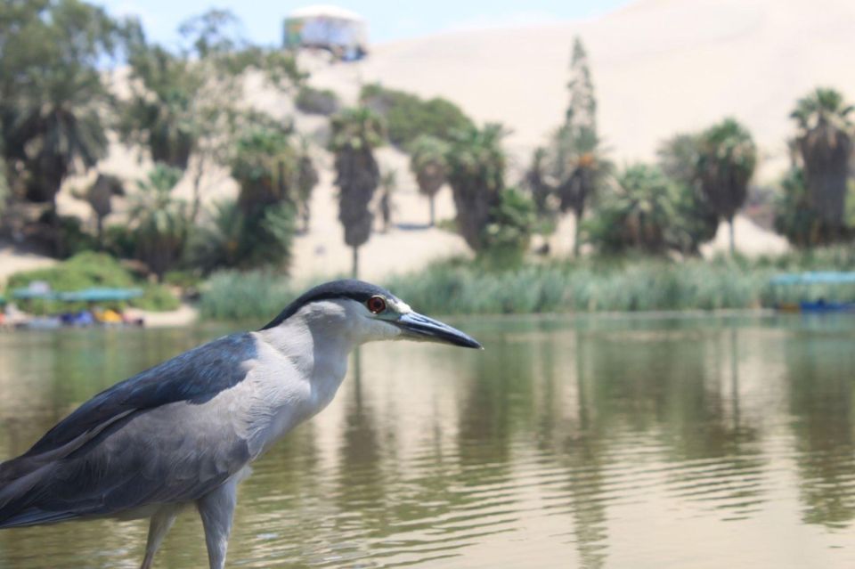 Huacachina:Private Transport Tour With Piscotasting & Sunset - Common questions