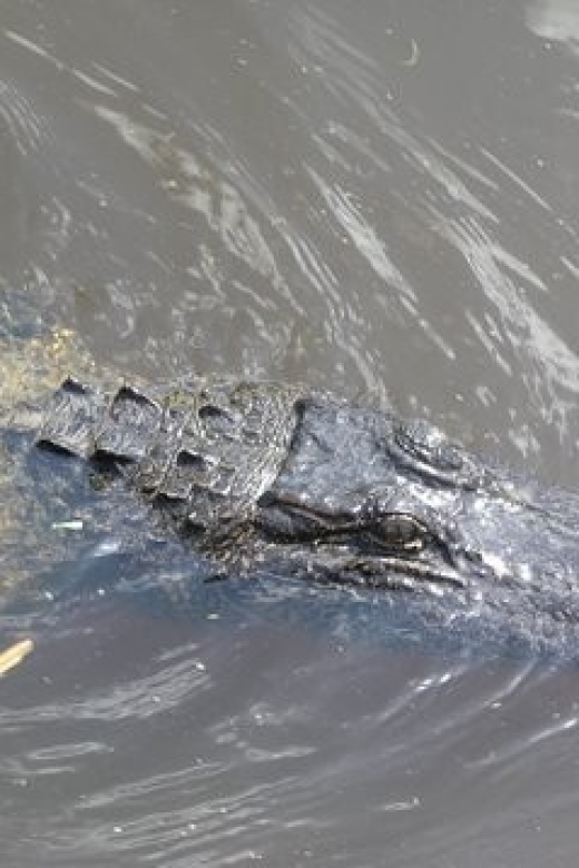 Airboat Tour of Louisiana Swamps - Key Points