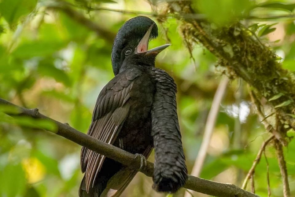 Iquitos: Full Day Pacaya Samiria National Reserve Tour - Key Points