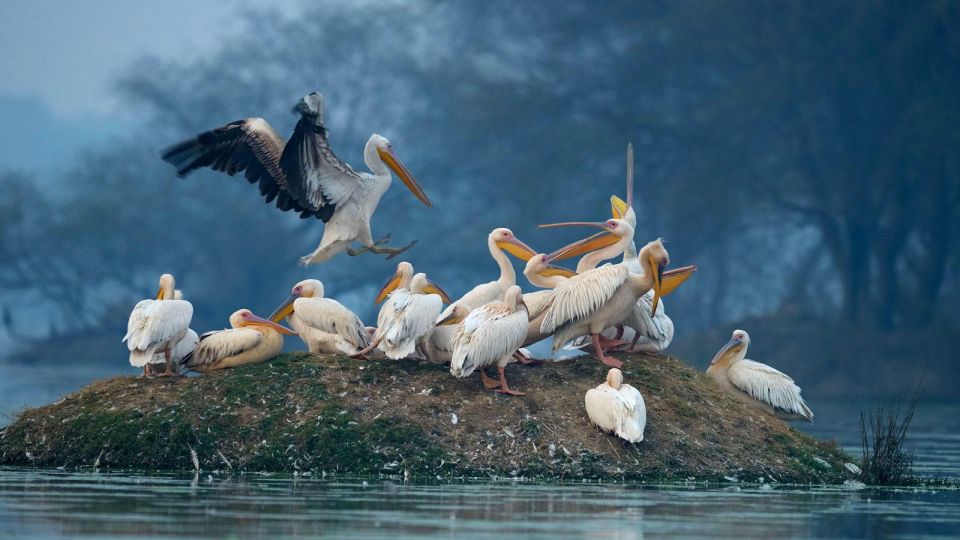 Keoladeo Bird Park Tour With One Way Transfer Jaipur to Agra