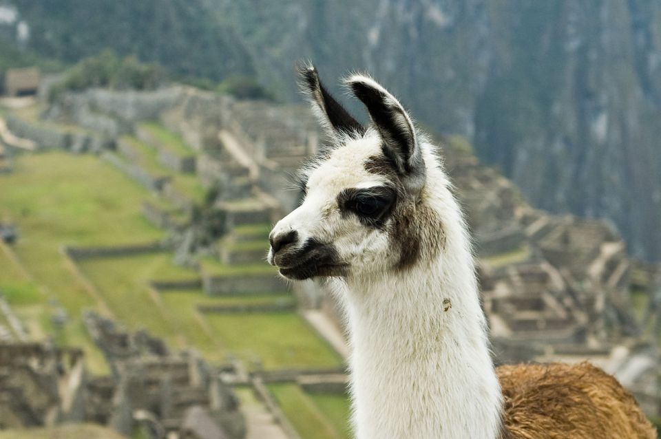 Tour Machu Picchu + Huayna Picchu Mountain